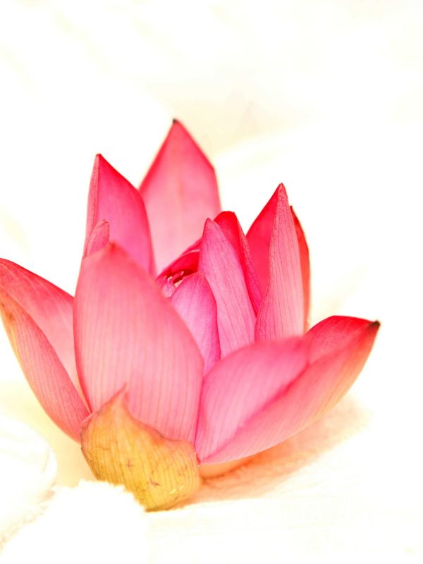 An attractive pink-colored lotus nestled against a white towel
